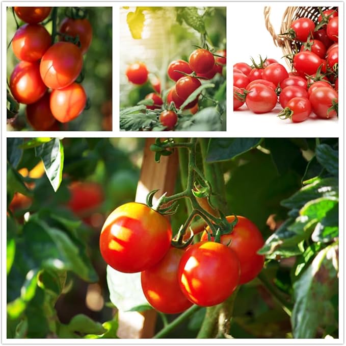 300 Cherry Tomato Seeds, Non-GMO Heirloom Vegetable for Home Garden, Indoor Outdoor Planting, Sweet Red Tomatoes, Semillas de Tomate para Sembrar