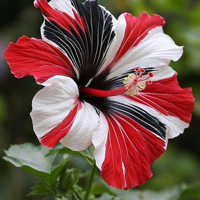 115+ Mixed Perennial Hibiscus Flower Seeds for Planting - Fresh Hardy Hibiscus Exotic Plant Bonsai Seeds Non-GMO Heirloom for Multi-Colored Flower Home Garden Outdoor