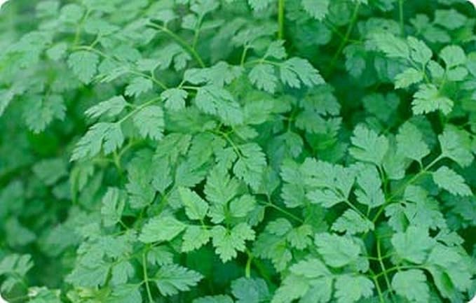 Winter Chervil Seeds - Lacy Leaves with Anise-Parsley Flavor Winter-Hardy (50 - Seeds)