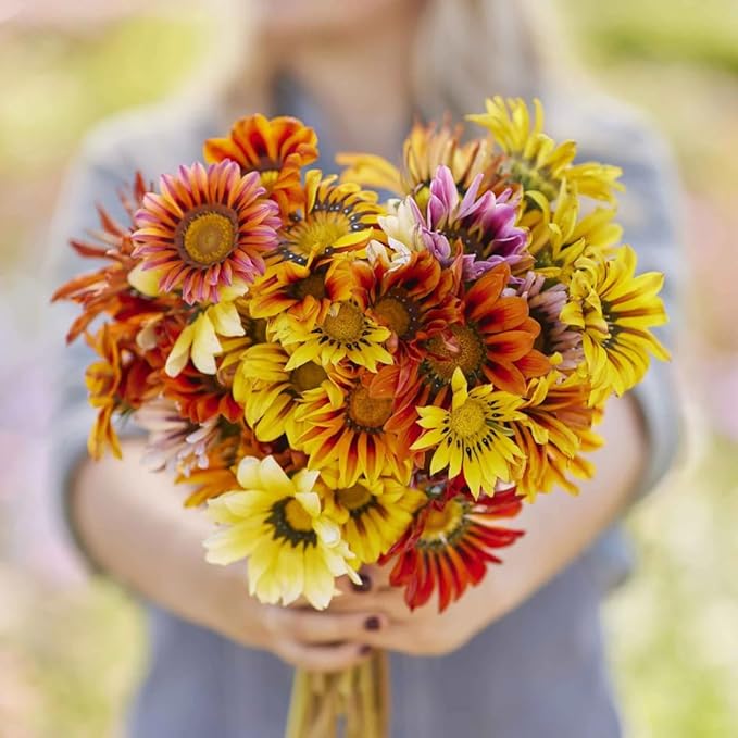 300 Perennial Mix Gazania Seeds Heat-Perennial Ground Cover Seeds-Drought Tolerant Garden Wild Flowers Seed for Gardens Outdoor