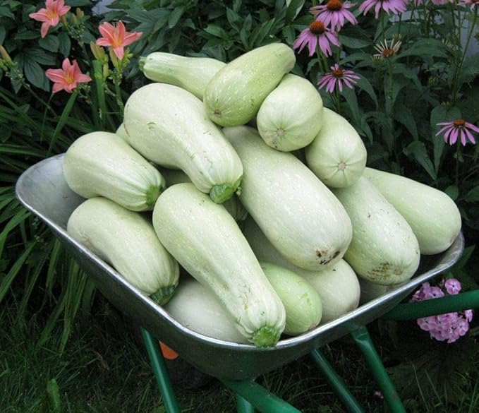 Seeds4planting - Seeds Zucchini Bush Type White Heirloom Vegetable Non GMO