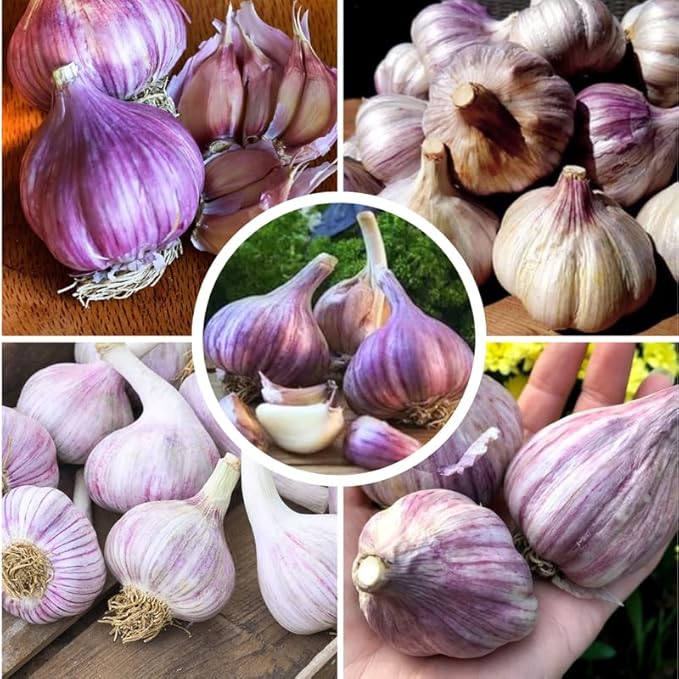 1 Pound Purple Stripe Hardneck Garlic Bulbs for Planting, Fresh High-Yield Hardy Garlic for Garden or Container Growing