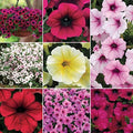 Park Seed Petunia Wave Collection, 8 Varieties Including Easy Wave, Tidal Wave, Shock Wave, and Wave Purple, Fast-Growing Spreading Types for Long-Lasting Color, Pack of 10