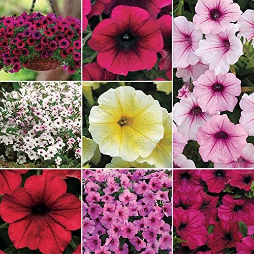 Park Seed Petunia Wave Collection, 8 Varieties Including Easy Wave, Tidal Wave, Shock Wave, and Wave Purple, Fast-Growing Spreading Types for Long-Lasting Color, Pack of 10