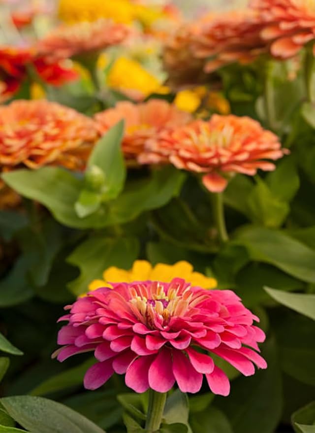 400+ California Giant Zinnia Seeds for 2026, Large Bloom - USA Made - Non GMO - Heirloom Zinnia Elegans, Easy to Grow Vibrant Summer Mix for Pollinator Gardens and Beginners