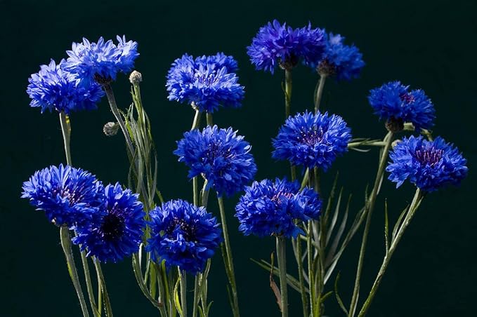 Blue Cornflower 300 Seeds for Planting Bachelor’s Buttons Boutonniere Flower Non-GMO