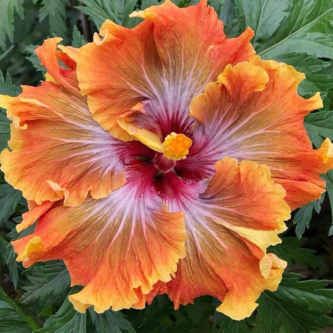 100+ Mixed Hibiscus Seeds Planting Outdoor- Perennial Rare Non-GMO Heirloom Hibiscus Flowers Plant for Your Garden Home