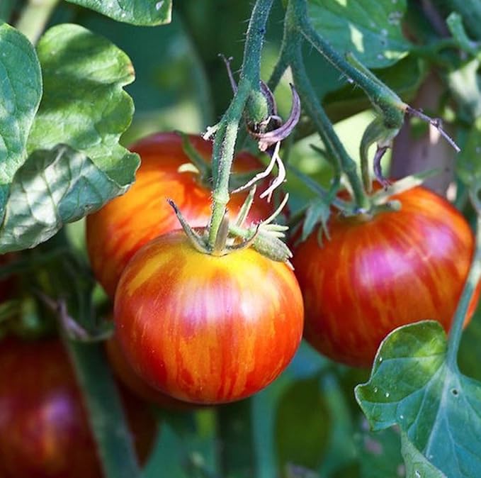 NIKA SEEDS - Seeds Vegetable Beefsteak Giant Tomato Tigerella - 50 Seeds