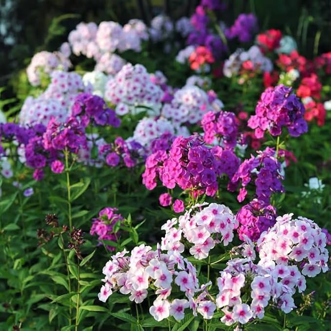 1000+ Phlox Seeds for Planting - Perennial Creeping Ground Cover Plants - Ornamental Flower Seeds for Home & Garden, Potted Planting, Easy to Grow with Long Blooming Period