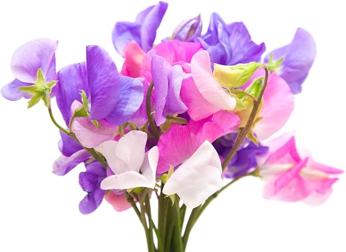 Sweet Pea Mixed Seeds - Approximately 65 Seeds
