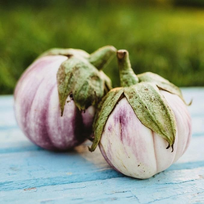 Rosa Bianca Italian Eggplant - 25 Seeds - Sicilian Heirloom Eggplant, Beautiful Purple & White Eggplants, Non-GMO Heirloom Eggplant Seeds for Planting in The Home Garden, Thresh Seed Company