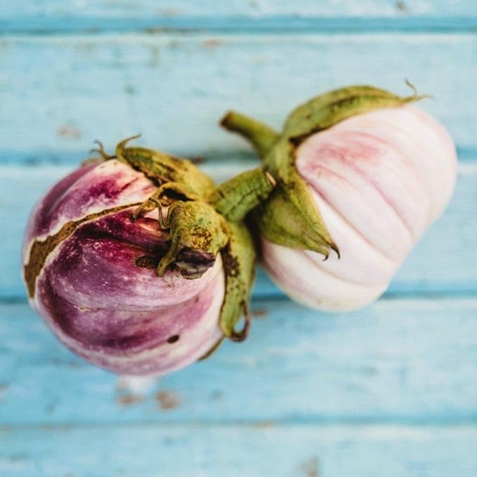 Rosa Bianca Italian Eggplant - 25 Seeds - Sicilian Heirloom Eggplant, Beautiful Purple & White Eggplants, Non-GMO Heirloom Eggplant Seeds for Planting in The Home Garden, Thresh Seed Company
