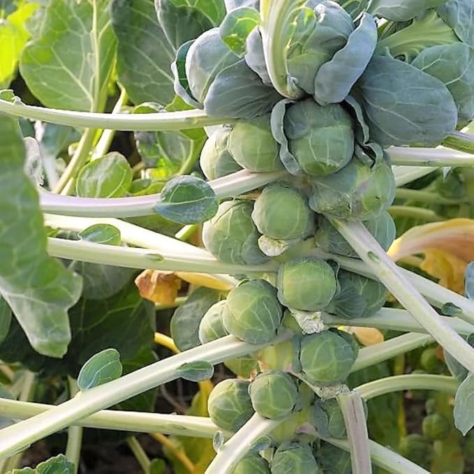1000 Long Island Brussels Sprout Seeds | Fall Garden German Brussel Sprouts Cabbage Winter Vegetable Seed