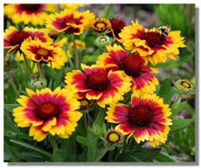 Arizona Sun Gaillardia, 25 Seeds per Pack, Beautiful Bright Large Cut Flower