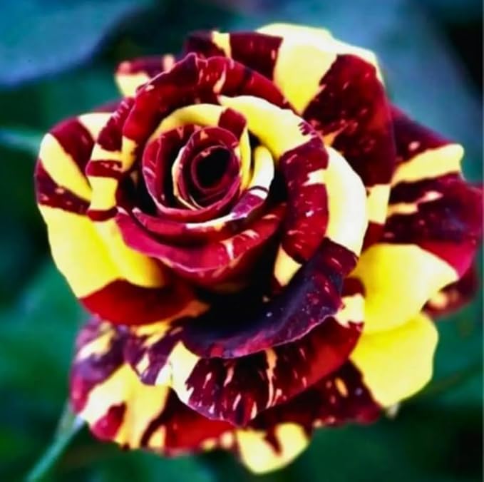 100PCS Mix Rose Seeds Mixed Varieties and Colors Cold Resistant Open-Pollinating Perennial Bloom in Spring Flower Seeds