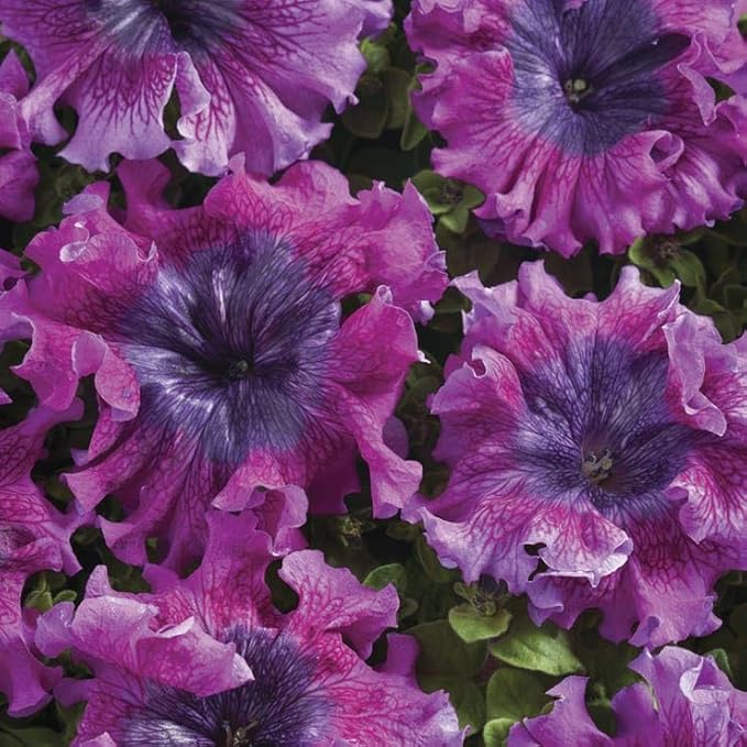 Park Seed Superbissima Dark Purple Petunia Seeds, Grandiflora Type with 6-Inch Ruffled Blooms, Tetraploid Strength, Pollinator Friendly, Bold Color for Borders and Containers, Pack of 10
