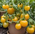 100PCS Tomato Cherry Sungold Seeds Finest Seeds