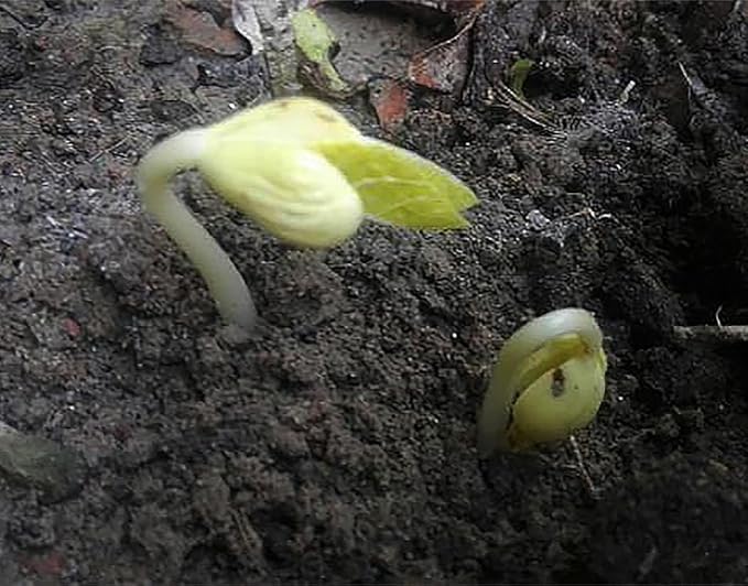 Bush Bean Seeds Contender - Earliest Blooming, Stringless, Snap Bean