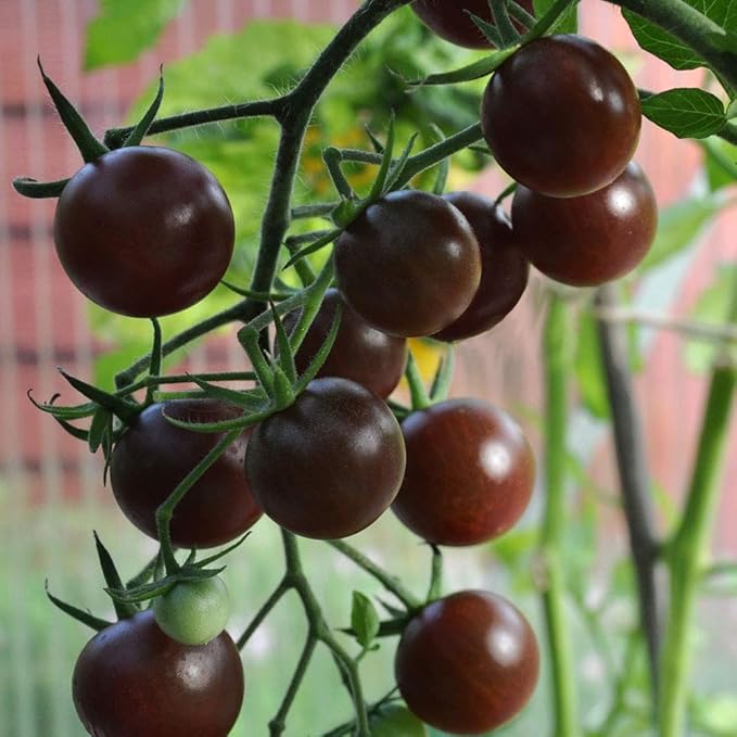 Seeds Black Cherry Tomato - Heirloom Vegetable - GMO Free