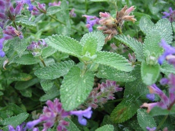 NIKA SEEDS - Seeds Herb Catmint (Catnip, Catswort, Catwort, Catnep, Field Balm, Nepeta Cataria) for Cat Heirloom - 100 Seeds