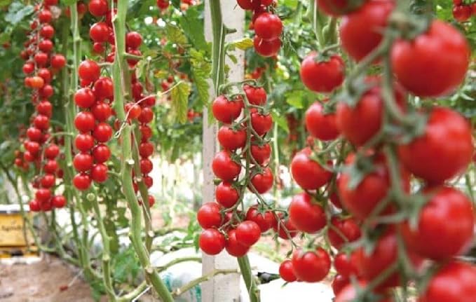 SeedsUP - 50+ Seeds Vine Tomato - Vegetable Red