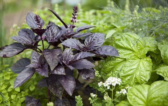 Seeds Indoor Basil Mix - Heirloom Herbs - GMO Free