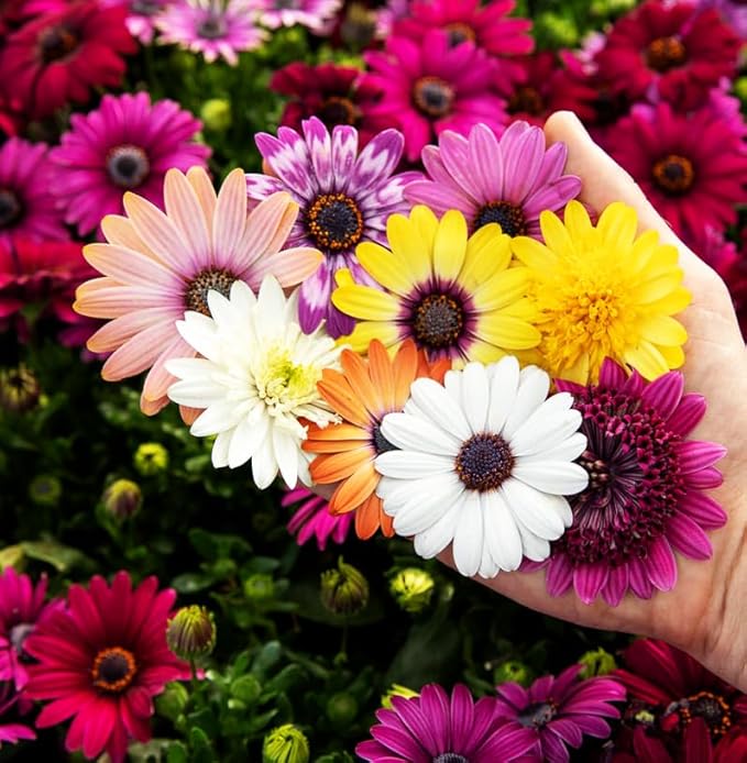 African Daisy Seeds - 50 Pcs Mix Osteospermum Perennial Flower Seeds for Planting Outdoors with Long-Lasting Blooms,