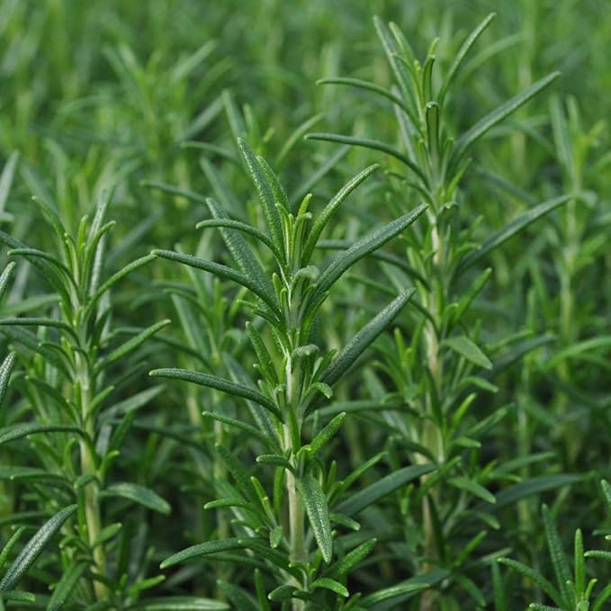 Rosemary Herb Seeds, 25 Count COOL BEANS N SPROUTS Brand. Heirloom. Non-GMO. Home Gardening.