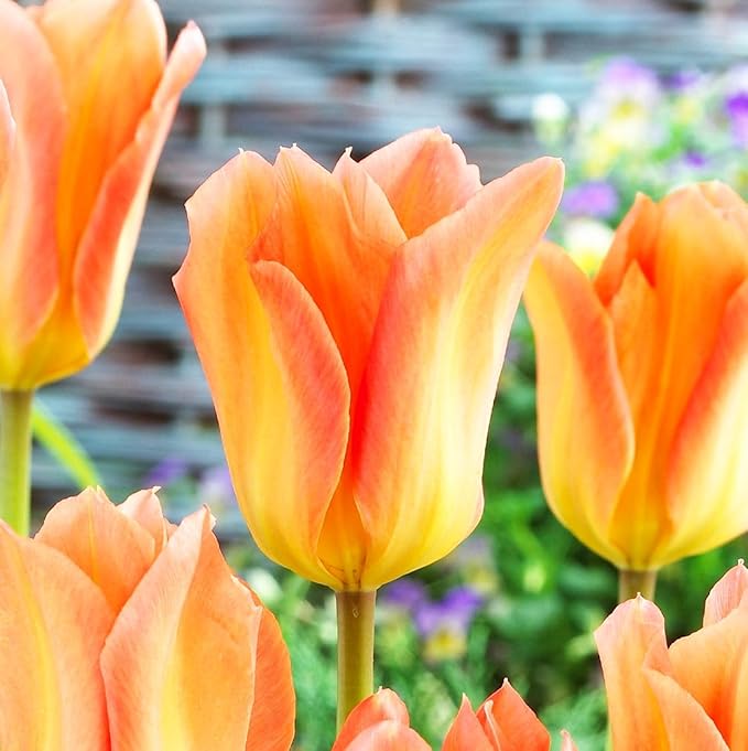 Mix Triumph Tulips 10 Bulbs for Fall Planting Colorful Flower Tulipa Darwin Hybrid Changing Colors Mixture Size 12+ 4 Varieties to Choose (Apricot Emperor, 10, Mix Color)