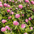 Outsidepride Salmon Gomphrena Seeds - 2000 Pcs Annual, Heat & Drought Tolerant, Pollinator Friendly Globe Amaranth Seeds for Planting w/Vibrant Round Blooms for Beds, Borders, and Arrangements