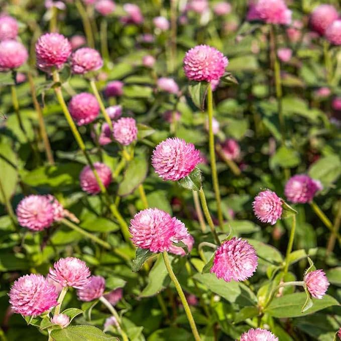 Outsidepride Salmon Gomphrena Seeds - 2000 Pcs Annual, Heat & Drought Tolerant, Pollinator Friendly Globe Amaranth Seeds for Planting w/Vibrant Round Blooms for Beds, Borders, and Arrangements