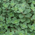 Park Seed Cleopatra Organic Oregano Seeds, Pack of 100 Seeds – Aromatic Herb, Mildly Spicy Peppermint Flavor, AAS Winner, 100 Days to Maturity, Ideal for Culinary, Crafting, and Ornamental Use