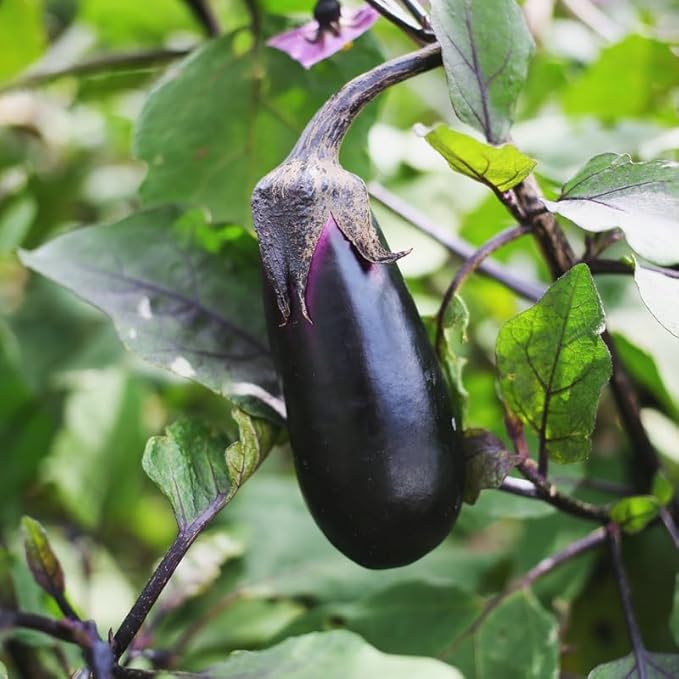 100 Long Purple Eggplants Seeds, Vegetable Eggplant Seeds for Planting Outdoor Garden