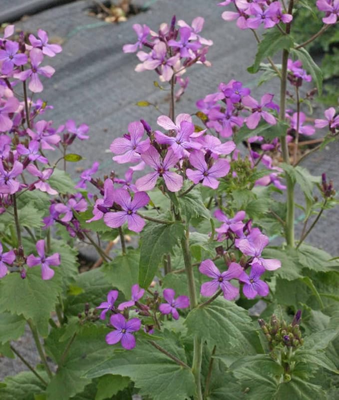250 Money Plant Silver Dollars Flower Seeds - Great for Dried Arrangements
