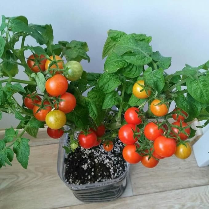 SeedsUP - 40+ Seeds Indoor Dwarf Tomato Year-Round - Vegetable Red