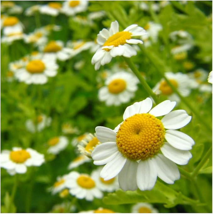 Seed Needs Chamomile Seeds for Planting German & Roman Chamomile - Non-GMO Heirloom & Untreated Herb Seed to Plant an Indoor/Outdoor Culinary Medicinal Garden (Collection of 2 Packets)