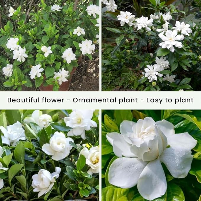 2 Maid of Orleans Jasmine Plants 4–8 Inch, Live Fragrant Jasmine Flowering Vine, Sweet Scented Blooms, Easy Care Indoor or Outdoor