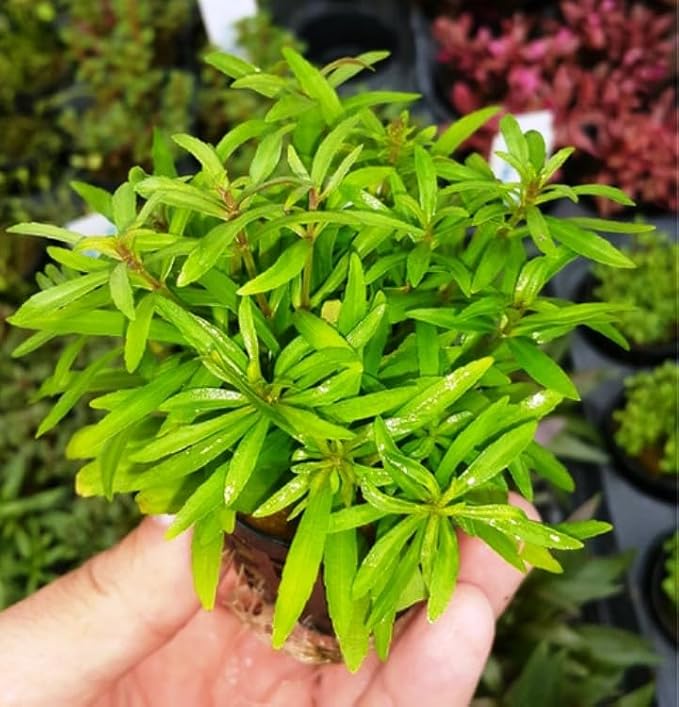 Seeds Summer Savory Heirloom Herbs for Planting Non GMO 800 Seeds