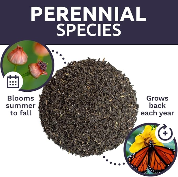 Plains Coreopsis Seeds – Native Flowers – Bulk Quarter Pound Bag – Over 400,000 Open Pollinated Non-GMO Wildflower Seeds – Coreopsis tinctorial