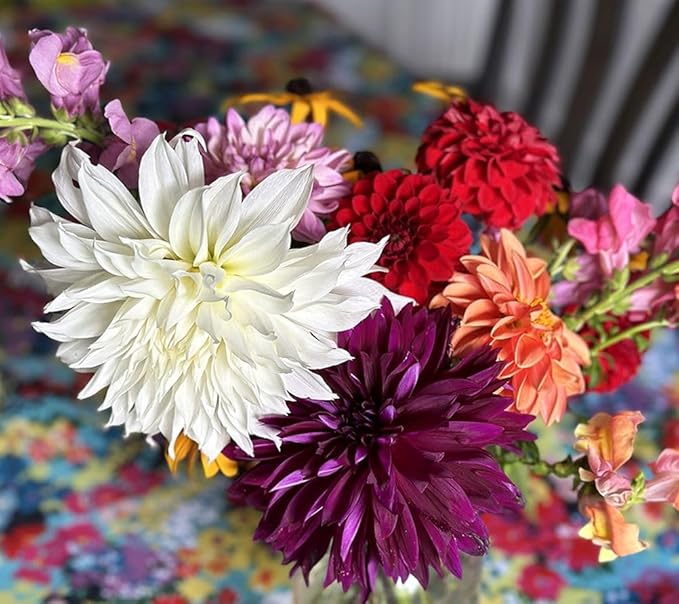 Rare Dahlia Seeds – 100+ Non-GMO Compound Petals Heirloom Seeds - High-Yield Mixed – Attracts Butterflies & Pollinators