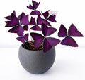 Oxalis Triangularis Bulbs - Purple Shamrock Bulbs - Good Luck Plant - Fast Growing Year Round Color Indoors or Outdoors - Oxalis Shamrock Bulbs - (10 Bulbs)