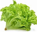 Tango Lettuce Seeds - 100 Seed Pack - One of The Standard Varieties for Many Growers. A Very Adaptable Variety with Deeply Cut Leaves. - Country Creek LLC