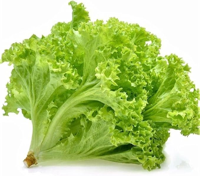 Tango Lettuce Seeds - 100 Seed Pack - One of The Standard Varieties for Many Growers. A Very Adaptable Variety with Deeply Cut Leaves. - Country Creek LLC