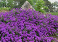 50 + MOSS VERBENA GROUNDCOVER SEEDS 🌺 CREEPING PERENNIAL PURPLE FLOWER - USA 🌺