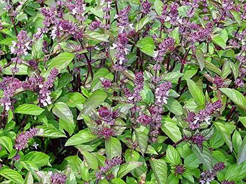 50 Blue Spice Basil Seeds Herb Heirloom Non-GMO Fragrant Rare Fragrant Great for Tea, Salads and Savory Dishes, Ocimum americanum, Grown in USA