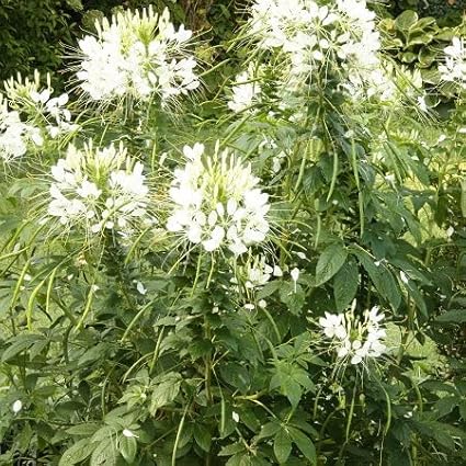 Eden Brothers Cleome Seeds - White Queen
