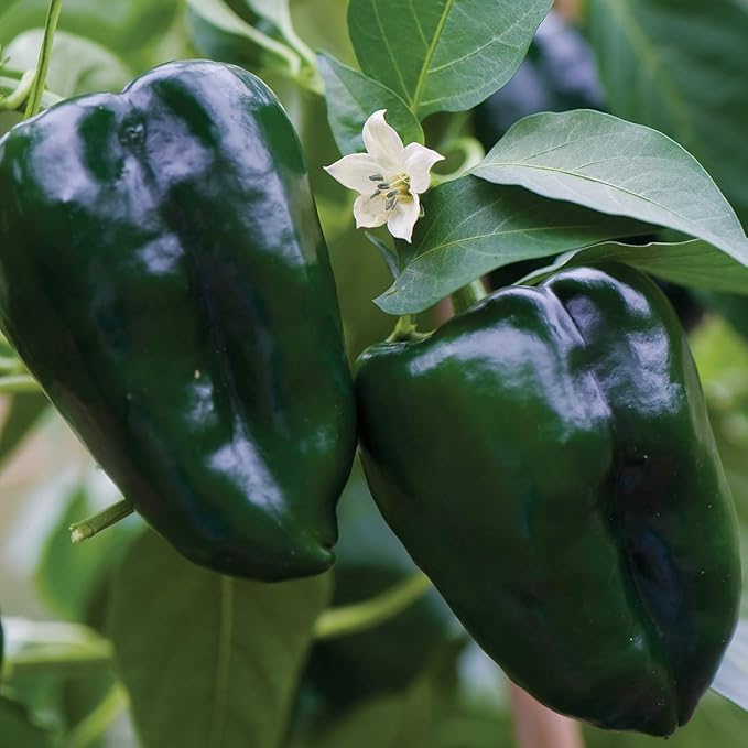 Burpee Poblano' (Ancho) 4" Heart-Shaped Dark Green to Red Peppers, 100 seeds