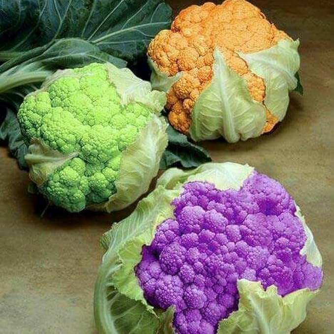 Seeds Cauliflower Cabbage Mix Heirloom Vegetable Non GMO for Planting