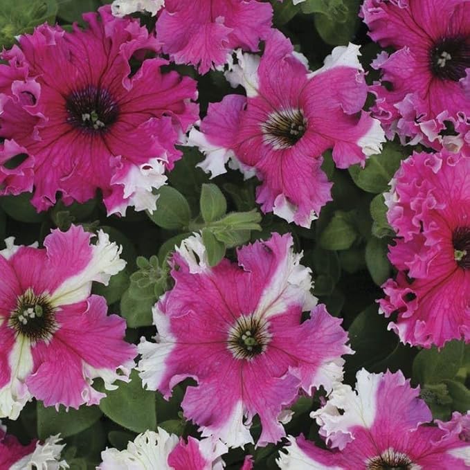 Park Seed Karkulka Petunia Seeds, Grandiflora Type with Ruffled Bicolor Dark Pink-Violet and White Blooms, Pest-Repelling, Easy to Grow for Borders and Containers, Pack of 10