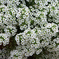 Dirt Goddess Super Seeds ~ Alyssum, Sweet Tall Flower Seeds (1/2 Lb) Lobularia maritima Non GMO
